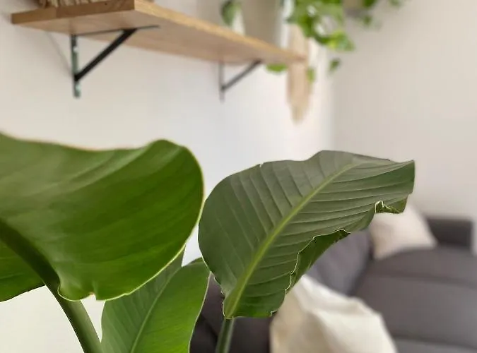 Butler Jungle - - Netflix - Big Box Apartament